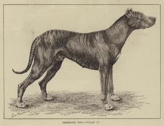 Celebrated Dogs, Sultan II
